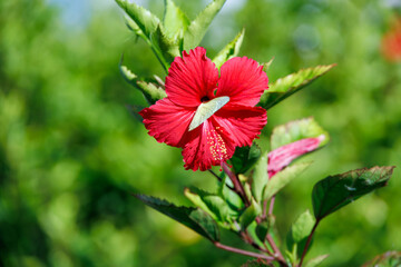港に咲いた鮮やかなハイビスカスとモンキチョウ（シロチョウ科）。
沖縄県那覇市那覇泊港-2025/6/27
沖縄の海の玄関口、那覇泊港。
慶良間諸島の座間味島等へゆく高速ジェットフェリー。
クイーンざまみ3号に乗船した。
