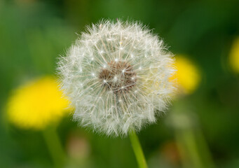 Obraz premium Macro of a dandelion seed head with soft focus backgrou