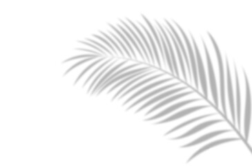 Shadow of palm tree branch on white background