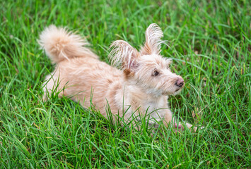 Cute scruffy terrier mix with fluffy ears lying in green grass, adorable light colored dog relaxing outdoors, summer nature and pets theme