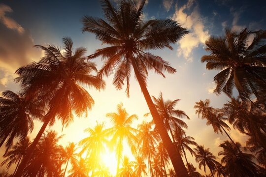 Tropical sunset through palm trees (2)