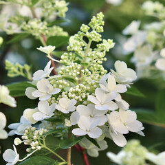 A close-up of a beautiful white and light green hydrangea paniculata flower cluster with soft...