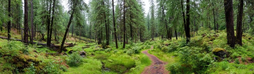 Fototapeta premium Lush forest path