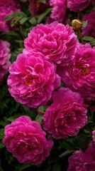 Obraz premium Vibrant pink peonies in a garden setting