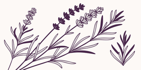Stylized Vector Silhouette of Rosemary Sprigs and Lavender Stems – Minimalist Botanical Design with Needle Leaves and Flower Buds