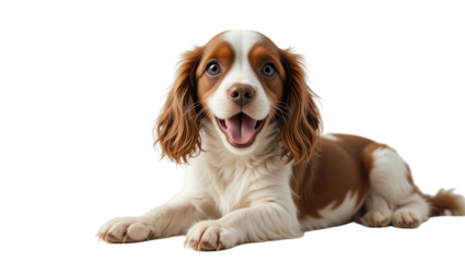 Adorable puppy sitting on black background showcasing cute playful and joyful pet with expressive eyes and furry coat in a professional studio shot