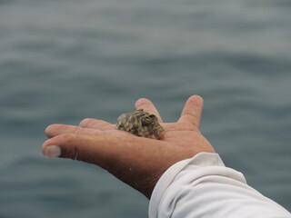 PEZ ESTRAÑO EN LA MANO DE UN PESCADOR