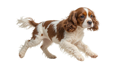 Adorable playful puppy with brown and white fur lively expression energetic pose perfect for pet lovers and animal enthusiasts in vibrant indoor and outdoor settings