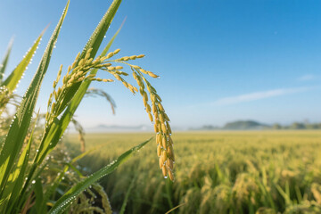 A close-up of the rice ears in the boundless paddy field under the blue sky in the early morning