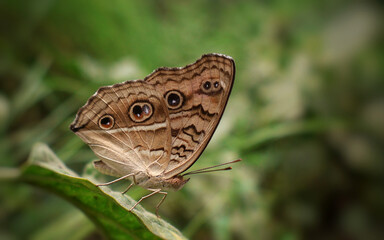 Close-up of a Peacock Pansy butterfly with striking eye spots and intricate wing patterns, perched on a fresh green leaf in natural daylight with a soft blurred background. Ideal for themes of nature