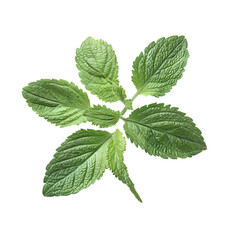 lemon balm melissa leave isolated on white