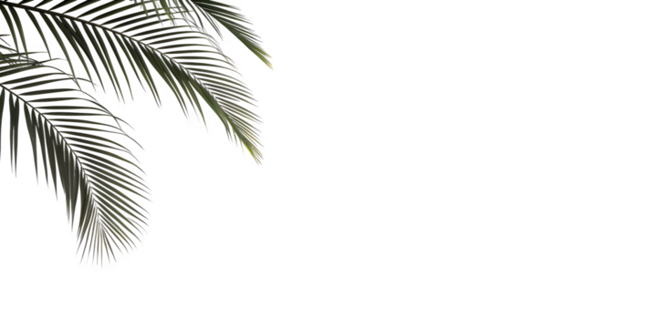 Palm leaves against a transparent background creating a tropical and serene feeling