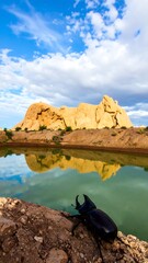 Desert landscape with beetle reflection