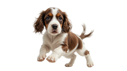 Fototapeta premium Cute young puppy with expressive eyes and fluffy fur showcasing playful and adorable behavior in a studio setting for pet lovers and animal enthusiasts