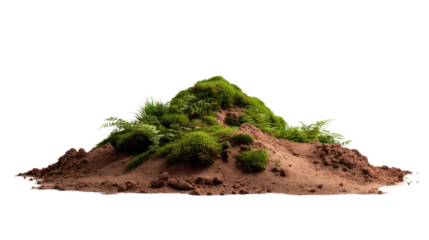 Small Hill: A miniature hill is a symbol of growth and natural, adorned with vibrant green foliage, offering a macro perspective and highlighting the beauty of nature.