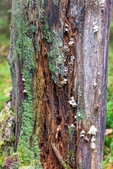 Fungus and lichen on an old rotten tree trunk