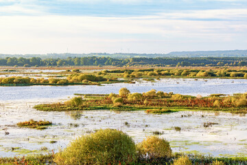 Wetland view in  the countryside