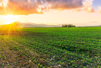 beautiful green evening meadow with bloom flowering field during amazing spring sunset among hills...