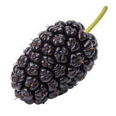 A single ripe black mulberry with a stem isolated on transparent background
