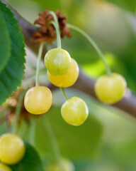 A bunch of green cherries hanging from a tree