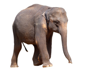 A large elephant is walking across a white background