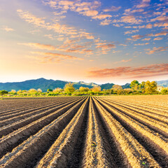 field prepared for sowing and tracks of tractor tires on farm, a plowed field in the countryside....