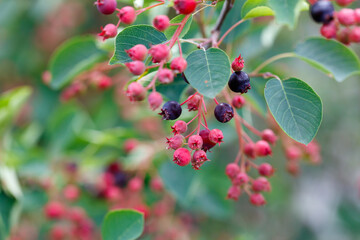 A cluster of berries on a tree branch