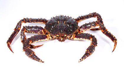 Brown Shore Crab
