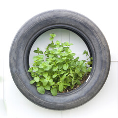Growing vegetables in old tires