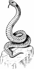 Detailed Snake Illustration - Cobra on a Rock Drawing