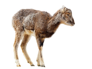 Fototapeta premium A baby goat is standing on a white background