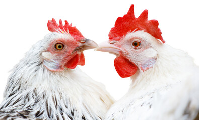 Two chickens are standing next to each other with their heads together