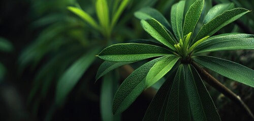 Close-up of lush, vibrant green leaves