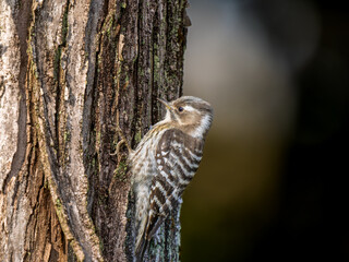 木にとまるコゲラ