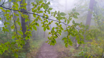 Mystic Forests of Germany with interesting Lights. High quality photo