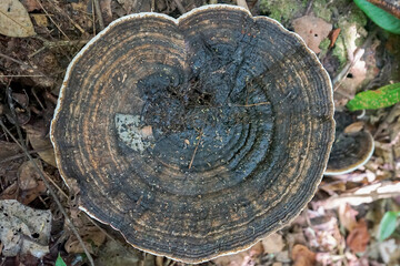close up of black reishi mushroom in the ground