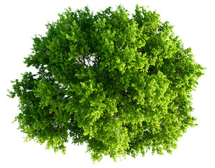 Overhead View of Tree Branch Canopy, Clustered Lush Leaves with Sun Highlights, Transparent Background