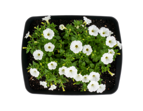  Modern Metal Planter with Sparse White Petunias, Top-Down View, Isolated on Transparent PNG