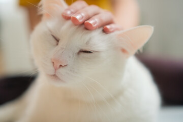 Fluffy white cat contentedly resting in adolescent girl's embrace. Peaceful scene of mutual trust...