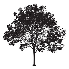 Obraz premium Mature Maple Tree Silhouette Vector, a detailed, single silhouette of a mature maple tree with dense foliage, perfect for landscape and nature-themed designs.