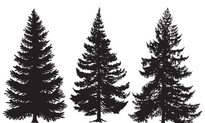 Fototapeta premium Three Coniferous Pine Tree Silhouettes, a versatile collection of three detailed coniferous pine tree silhouettes for nature, forestry, and outdoor-themed designs.