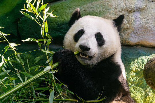 Giant panda bear eating bamboo in zoo