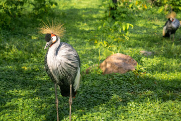 Grey Crowned Cranes Balearica regulorum outdoor