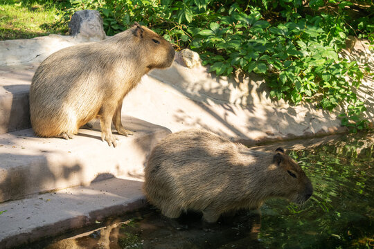 Capybara Hydrochoerus hydrochaeris in the zoo