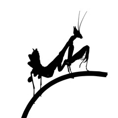 praying mantis isolated on white