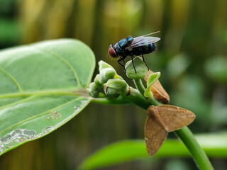 Flies and leafhoppers on plants with fresh green leaves, natural blurred background.