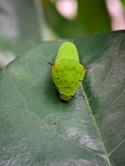 green leaf beetle on a leaf