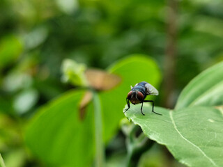 Flies with red eyes and thin wings perched on fresh green leaves, with a natural blurred background. This type is often seen flying in kitchens, cages, trash cans, etc.