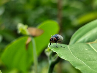 Flies with red eyes and thin wings perched on fresh green leaves, with a natural blurred...