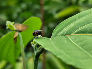 Flies with red eyes and thin wings perched on fresh green leaves, with a natural blurred background. This type is often seen flying in kitchens, cages, trash cans, etc.